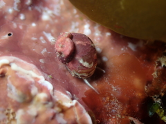 Cantharidus dilatatus