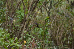 Heliangelus viola