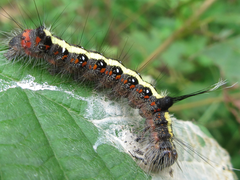 Acronicta cuspis