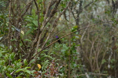 Heliangelus viola