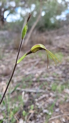 Caladenia longiclavata