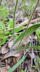 Caladenia longiclavata
