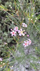 Chamelaucium