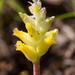 Lachenalia lutea - Photo (c) Carina Lochner, algunos derechos reservados (CC BY-NC), subido por Carina Lochner