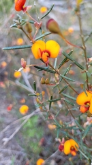 Euchilopsis linearis