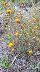 Euchilopsis linearis