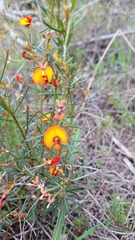 Euchilopsis linearis