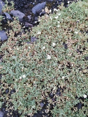 Stellaria eschscholtziana
