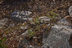 Trichostema oblongum