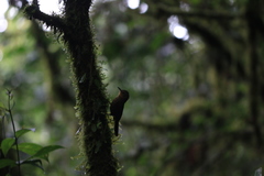 Premnoplex brunnescens