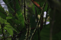 Premnoplex brunnescens