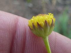 Euryops transvaalensis