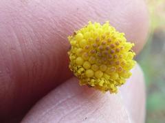 Euryops transvaalensis