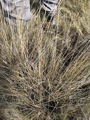 Fimbristylis ferruginea
