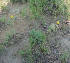 Euryops transvaalensis