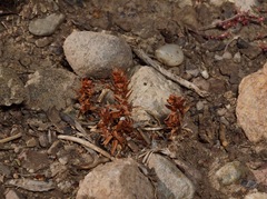 Polygonum polygaloides kelloggii