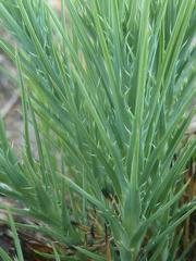 Euryops transvaalensis