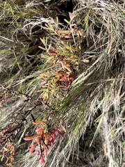 Suaeda australis