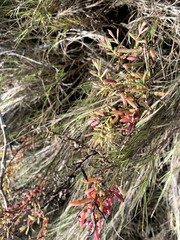 Suaeda australis