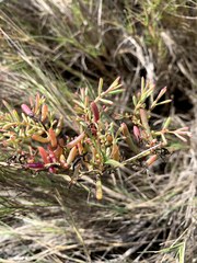 Suaeda australis