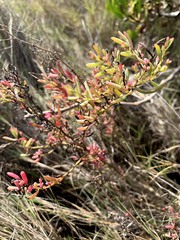 Suaeda australis
