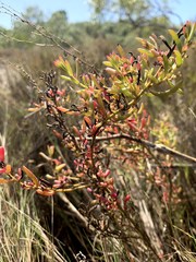 Suaeda australis