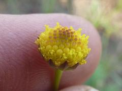 Euryops transvaalensis