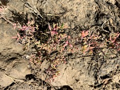 Suaeda australis