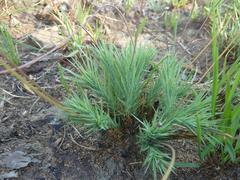 Euryops transvaalensis
