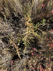 Tecticornia indica