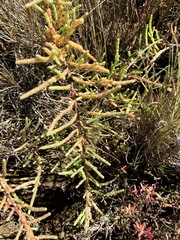Tecticornia indica