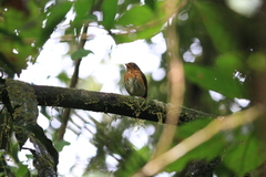 Grallaricula flavirostris