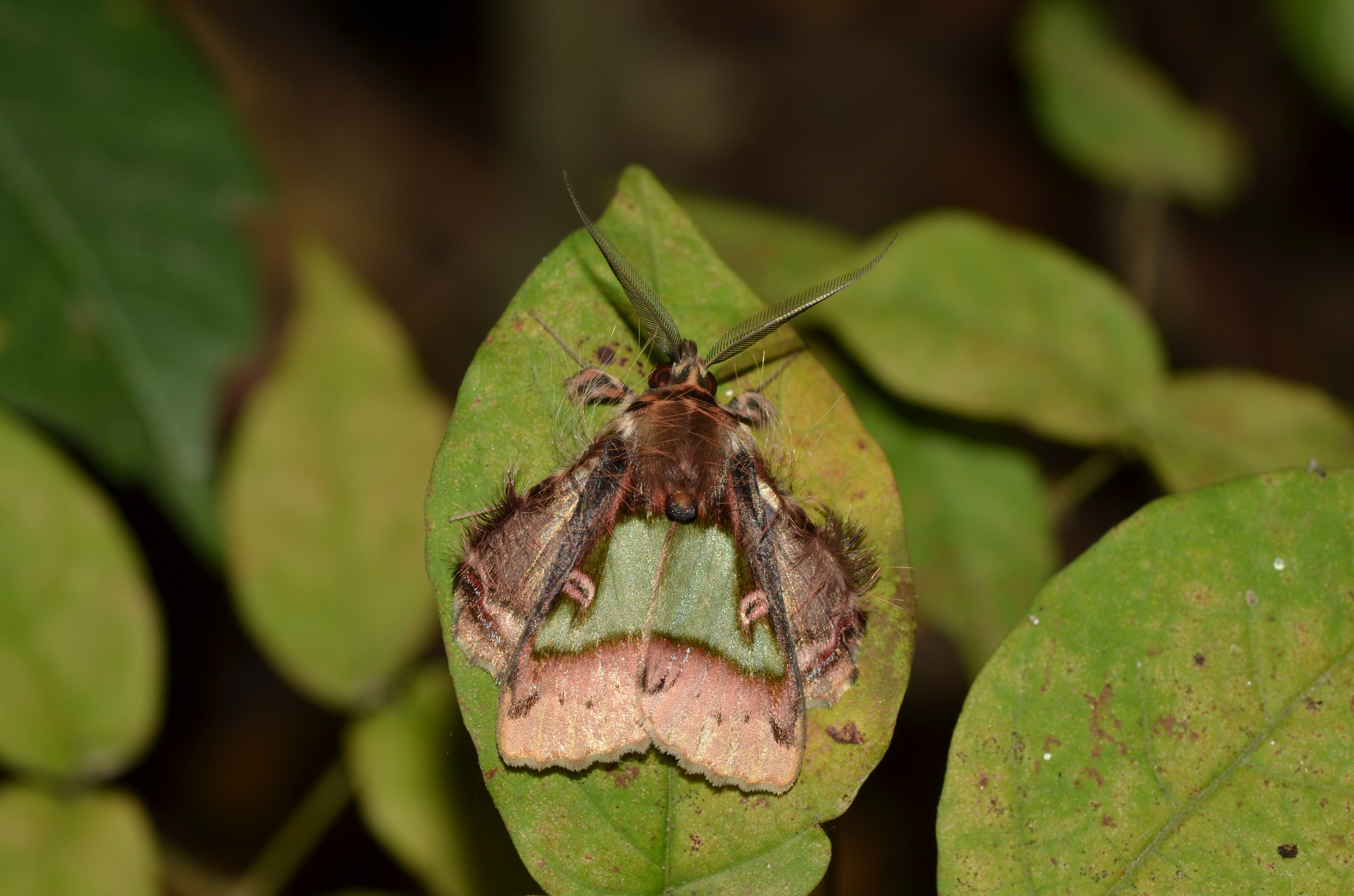 Ceroctena amynta image