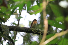 Grallaricula flavirostris