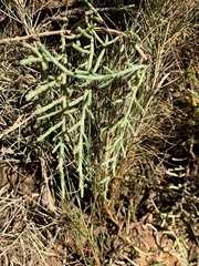 Tecticornia indica