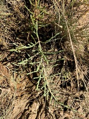 Tecticornia indica