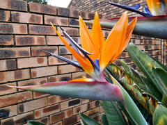 Strelitzia reginae reginae