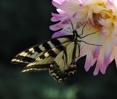 Papilio rutulus