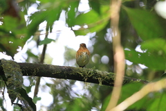 Grallaricula flavirostris