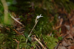 Odontochilus japonicus