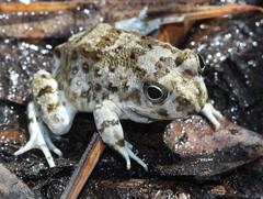 Tomopterna delalandii