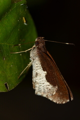 Synapte lutulenta