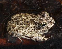 Tomopterna delalandii