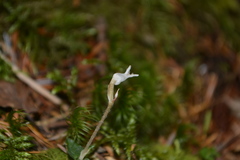 Odontochilus japonicus