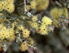 Eucalyptus gillii
