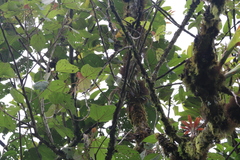 Oxyruncus cristatus