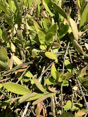 Vincetoxicum carnosum