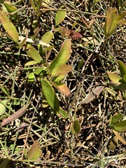 Vincetoxicum carnosum