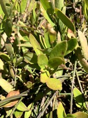 Vincetoxicum carnosum