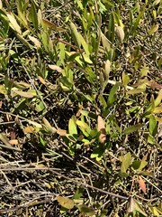 Vincetoxicum carnosum